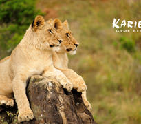 Ukhozi Lodge